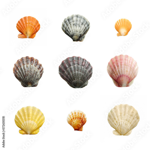 Isolated sea shells on a white background. Shells in natural colors, polished by the waves of the surf.
