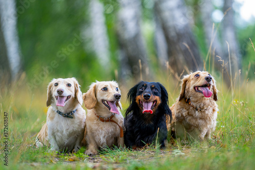 Four cute small dogs are posing on nature background. Blurred background. Pets and animals.