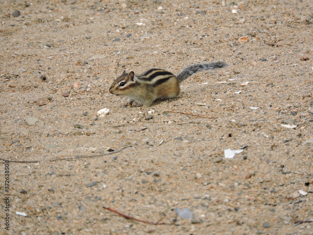 squirrel on the ground