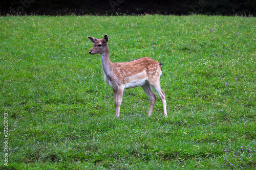 A small sika deer stands in a green meadow.