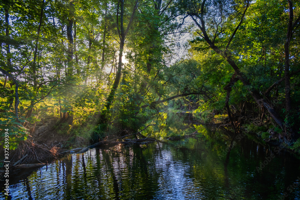 morning sun rays in green forest by the river morning sun rays in green forest by the river