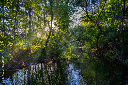 morning sun rays in green forest by the river