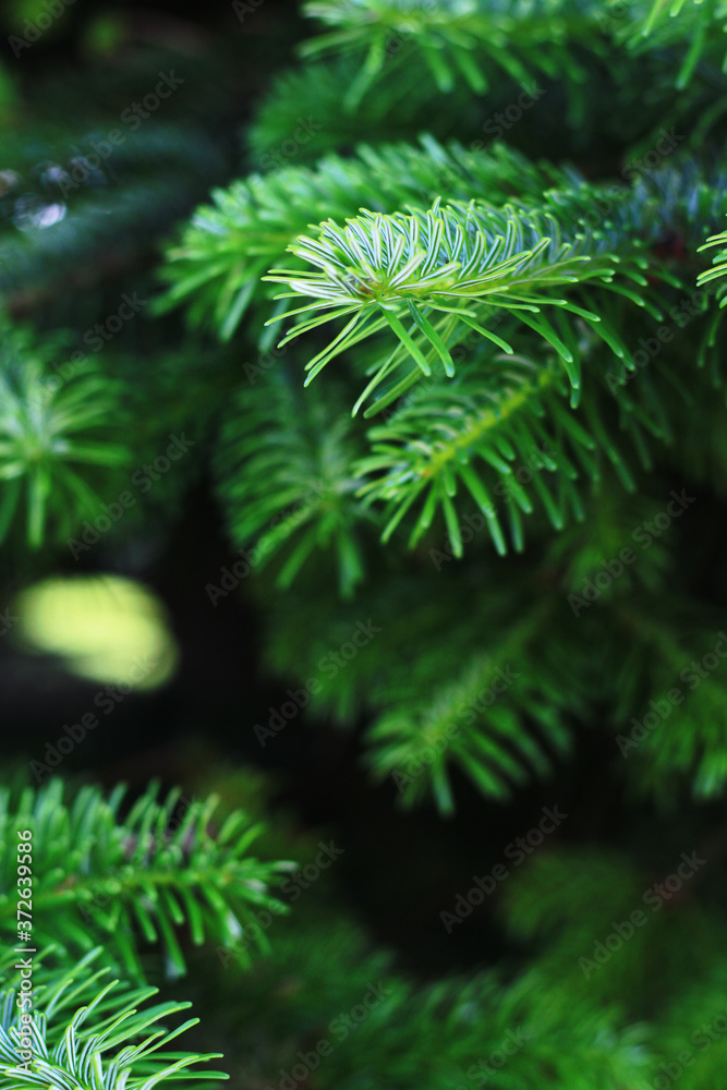green fresh fir branch close up