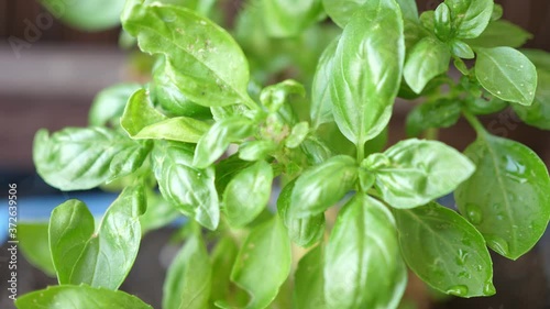 Wallpaper Mural green leaves of fresh basil macro closeup Torontodigital.ca