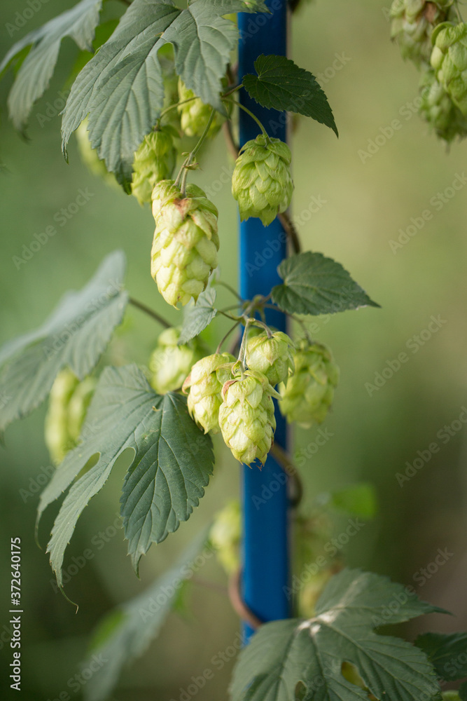 a twig with hop cones