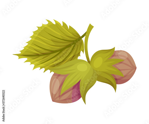 Tree Nut with Veined Leaves as Thanksgiving Day Attribute Vector Illustration