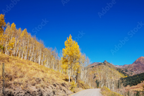 Autumn road