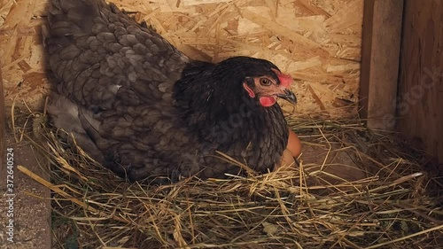 Raising chickens on a private farm. Content chickens in a chicken coop for the production of eggs and meat.