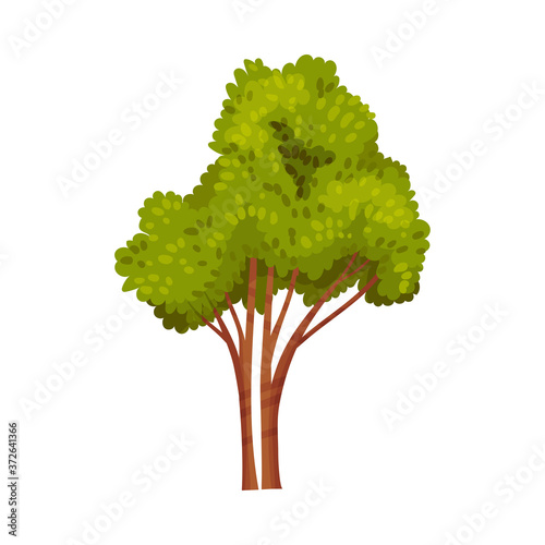 Tree with Exuberant Green Foliage and Trunk Vector Illustration