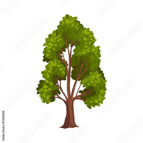 Tree with Exuberant Green Foliage and Trunk Vector Illustration
