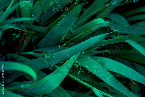 Green tropical plant close-up. Abstract natural floral background Selective f...