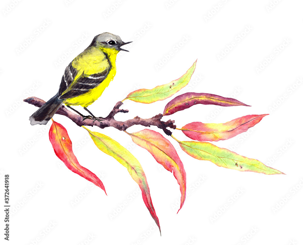 Cute song bird on autumn twig with red and yellow leaves. Watercolor