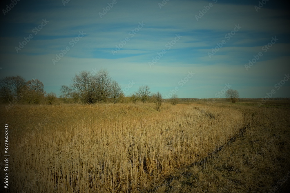 Dried reeds in an abandoned irrigation canal. Country landscape. Vignette.