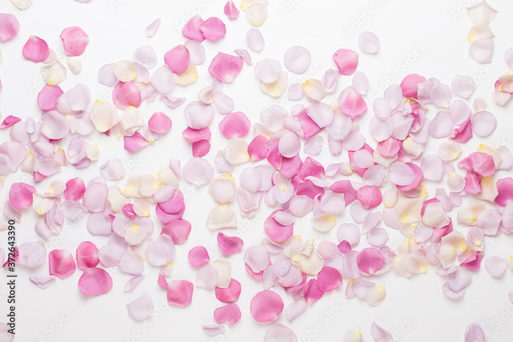 Pink rose flowers petals on white background. Flat lay, top view, copy space.