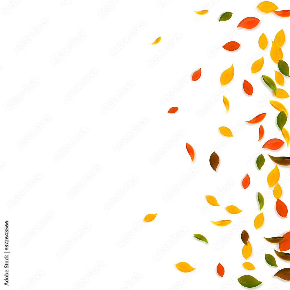 Falling autumn leaves. Red, yellow, green, brown c Falling autumn leaves. Red, yellow, green, brown c