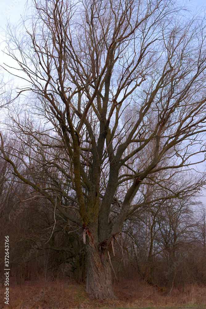 A beautiful leafless tree on a spring evening. Branches of a tree against the sky. Landscape. Twilight time. A beautiful leafless tree on a spring evening. Branches of a tree against the sky. Landscape. Twilight time.