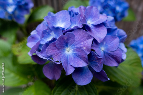 紫陽花　アジサイ