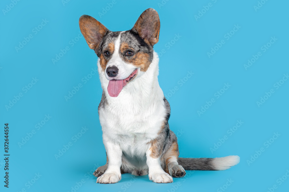 Cute Welsh Corgi Cardigan dog sitting on blue background in studio. Rare Merle color, pretty eyes and face expression, colorful spots on the body. Copy space for any text. Cute Welsh Corgi Cardigan dog sitting on blue background in studio. Rare Merle color, pretty eyes and face expression, colorful spots on the body. Copy space for any text.