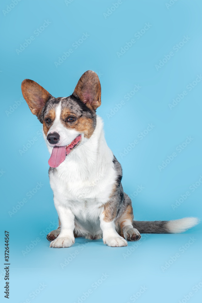 Cute Welsh Corgi Cardigan dog sitting on blue background in studio. Rare Merle color, pretty eyes and face expression, colorful spots on the body. Copy space for any text.