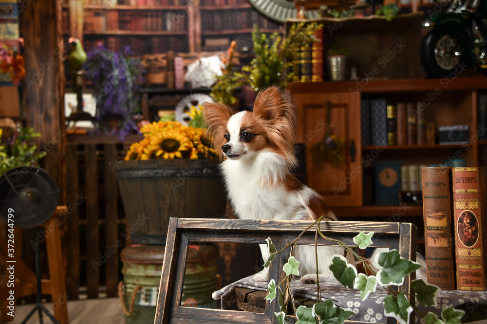 Obraz premium レトロビンテージ背景でおすましするパピヨン