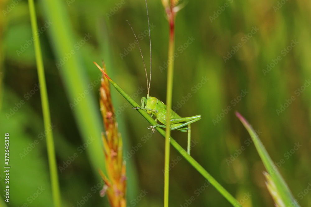 Grashüpfer, Heuschrecke, Insekt, green, Natur, makro, Tier, gras, Blatt, wild lebende Tiere, sommer, wild, bein, springen Grashüpfer, Heuschrecke, Insekt, green, Natur, makro, Tier, gras, Blatt, wild lebende Tiere, sommer, wild, bein, springen
