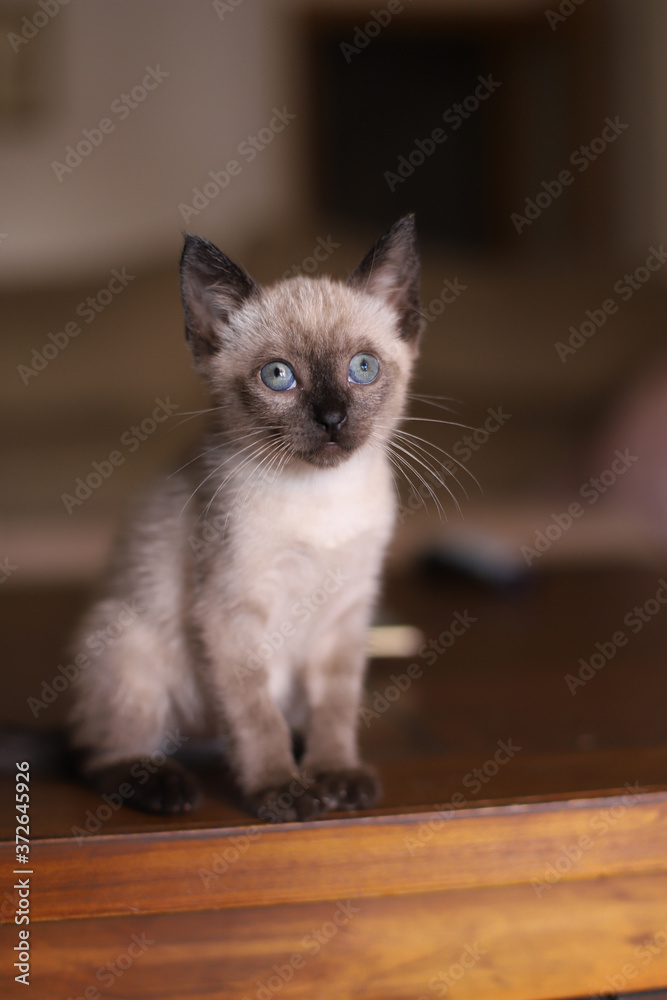 Beautiful and cute siamese small kitty cat playing on the table on a sunny day
