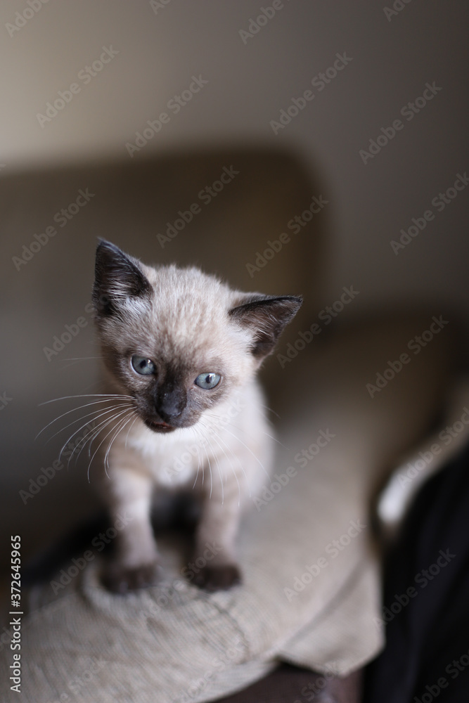 Beautiful and cute siamese small kitty cat playing on the sofa on a sunny day