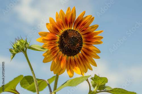 Sunflower against blurred blue sky with clouds