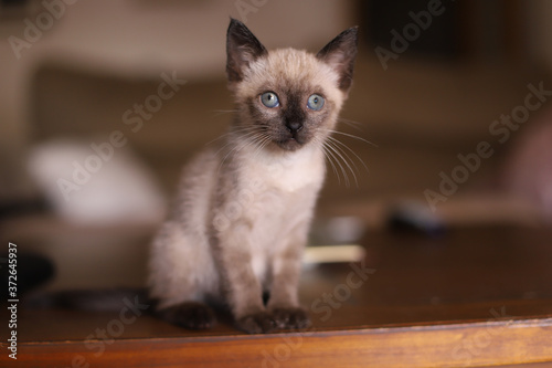 Beautiful and cute siamese small kitty cat playing on the table on a sunny day © Irene
