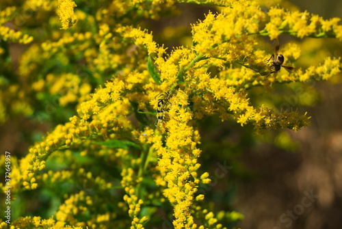 żółto-biały robak na kwiatach nawłoci