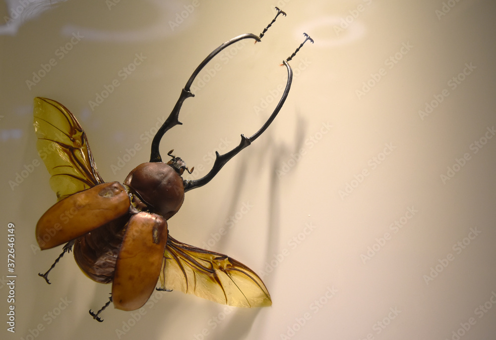 Collection of insect with pin.Insect collection of entomologist. A rare ...