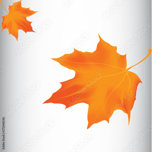maple leaves background  (ID: 372646346)