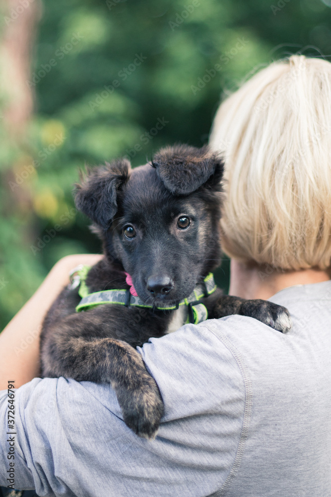 Fototapeta premium Homeless puppy on a woman’s arm. Volunteer Search for Puppies at Home 