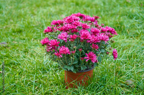 chrysanthemum flower in a flowerpot,purple chrysanthemum flower in a flowerpot on the grass