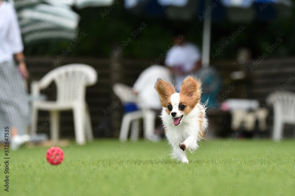 ドッグランで遊ぶパピヨン ドッグランで遊ぶパピヨン