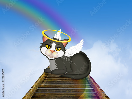 black kitten on the rainbow bridge