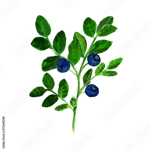 Blueberry sprig watercolor illustration, isolated on white background. Hand drew painting of blueberry twig with leaves and berries. One blueberry bush. Design for covers, packaging, temple.