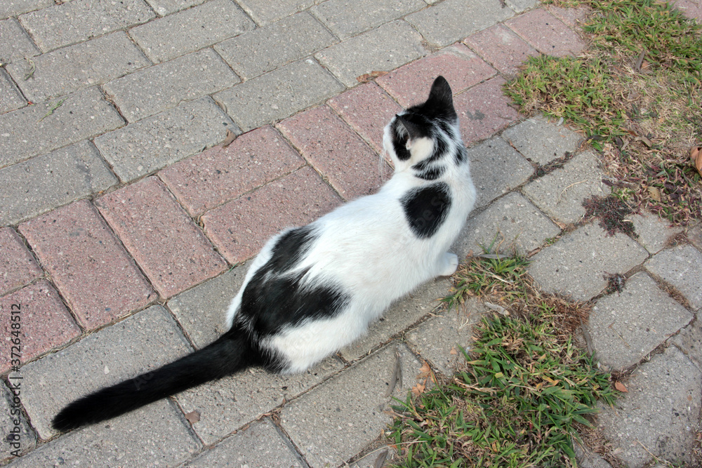 cute in the garden furry cat