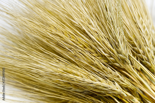 Wheat bundle close up on white background.