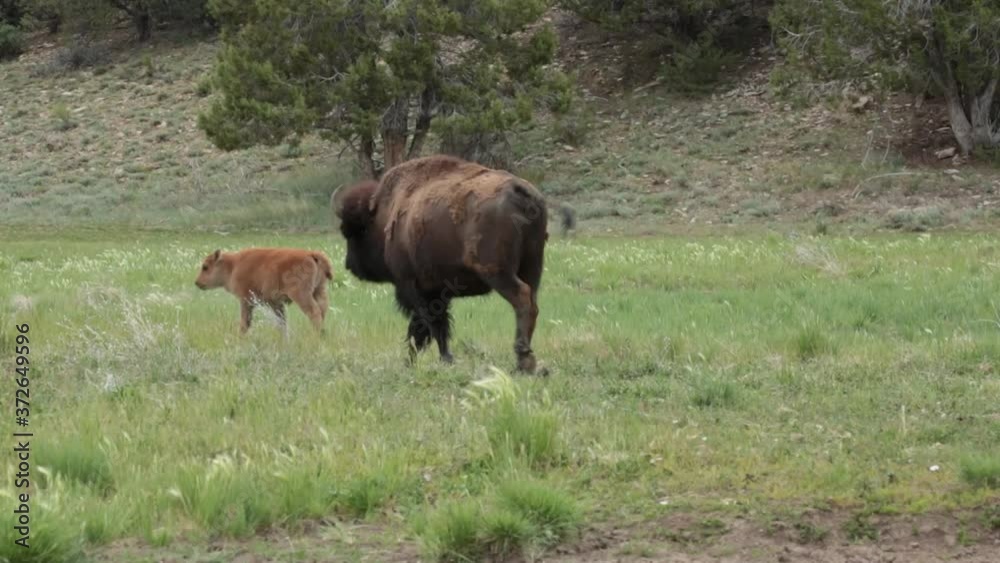 An american bison calf trots ahead of his mother for a few steps then stops and waits for her to catch up before bouncing off again. An american bison calf trots ahead of his mother for a few steps then stops and waits for her to catch up before bouncing off again.