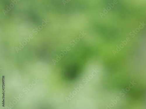 green leaves bokeh, Blur abstract background