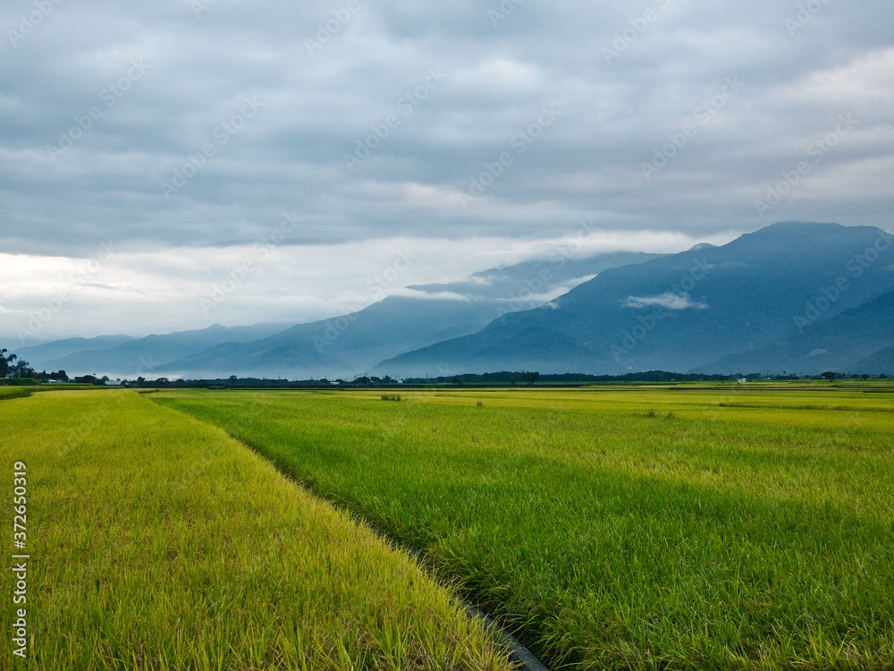 Wide paddy field with clouds Surrounded by mountains, Taitung, Taiwan