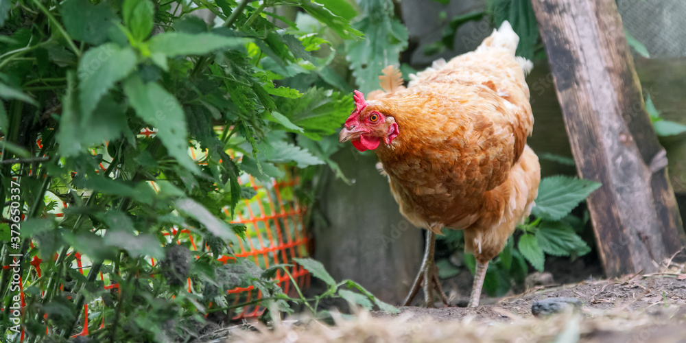 custom made wallpaper toronto digitalbrown hen walks along farmyard near green grass close