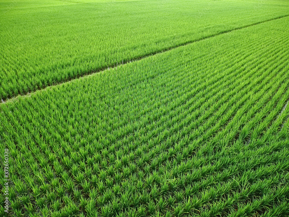 Wide and green paddy field, Taitung, Taiwan Wide and green paddy field, Taitung, Taiwan