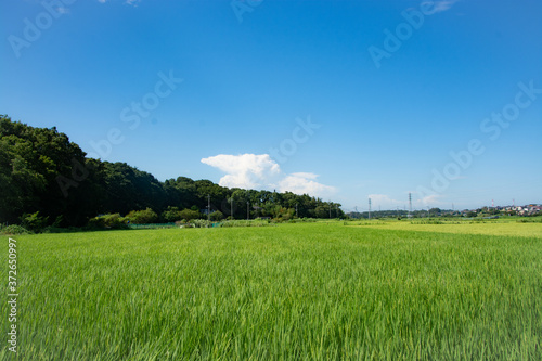 green field and blue sky © Minobu Ennyu