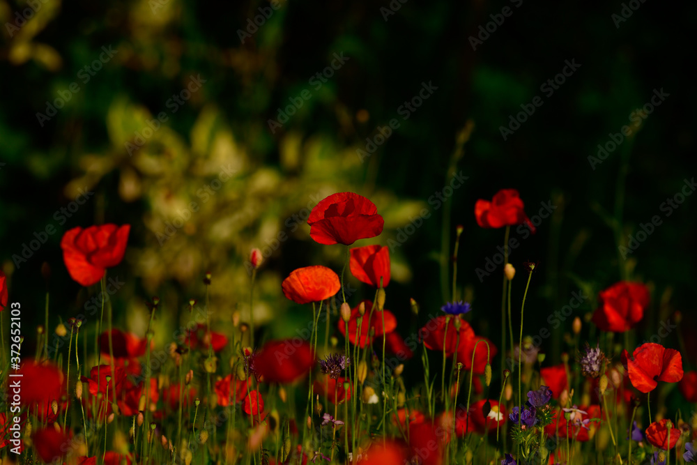 Naklejka premium Poppy blossoms meadow in the evening light
