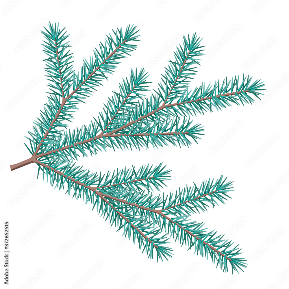 Fir tree branch isolated on white background for design or decoration, vector stock illustration as element for Christmas card, greeting, invitation