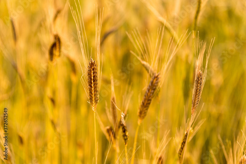 ears in field of enkir wheat, ancient cereal in experimental cultivation in Sale San Giovanni, Langhe, Italy, blurred background