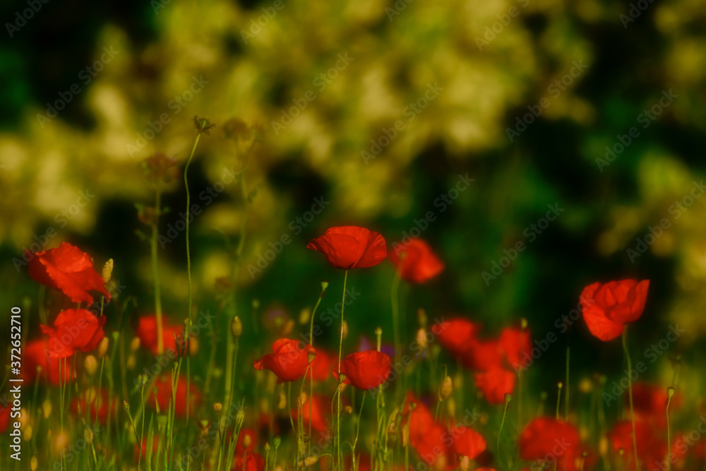 Poppy blossoms meadow in the evening light Poppy blossoms meadow in the evening light