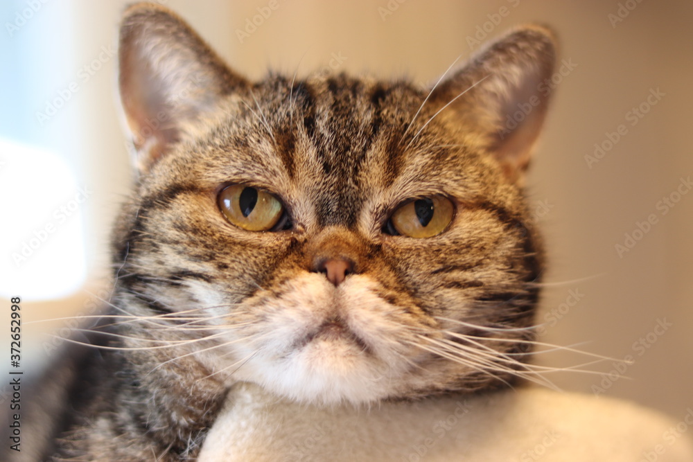 真正面のアップ顔の猫アメリカンショートヘア
American shorthair cat with a serious look. 真正面のアップ顔の猫アメリカンショートヘア
American shorthair cat with a serious look.